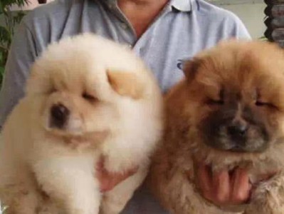 如何为您的松狮犬挑选最适合的玩具（宠物的幸福从一件玩具开始；）