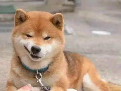 小狗流鼻血，您知道原因吗？（了解狗狗流鼻血的原因与预防方法）
