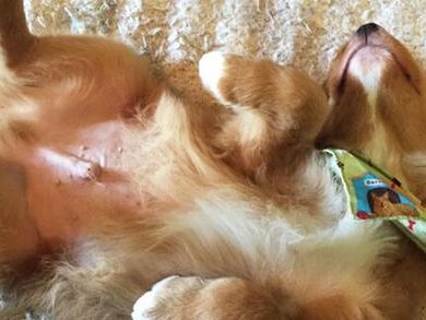 训练宠物狗保持躺下的7个步骤（如何用简单的方法让你的爱犬跟随命令一起做躺下动作）