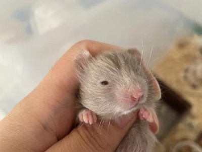 新生幼犬为何闭着眼？（揭秘幼犬闭眼阶段的奥秘）
