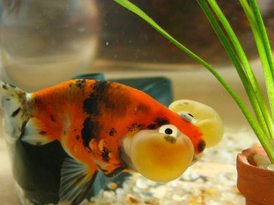 花水泡宠物饲养指南（以花水泡的饲养方法打造健康快乐的小伙伴）