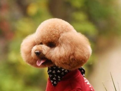 贵宾犬便秘怎么办？解决方法大揭秘！（学会这些方法，轻松帮助贵宾犬排便）