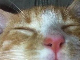 探秘猫鼻纹之谜——揭开猫咪身上的独特标识（猫鼻纹是什么样的？独特的猫咪身份证明）