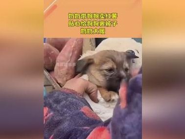 狗狗吃地瓜的好处与坏处（探究地瓜是否适合作为狗狗的食物）