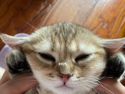 宝贝猫两个月大，一次该喂多少妈咪爱？（幼猫喂养指南，从妈咪爱开始）