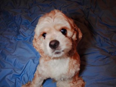 可卡犬（了解可卡犬的魅力与优点）