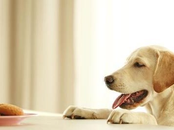 如何用食物奖励拉布拉多犬（选择适合拉布拉多的食物）