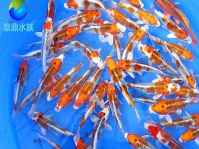 秋翠锦鲤的饲养方法（打造清新水景的秋翠锦鲤养殖技巧）