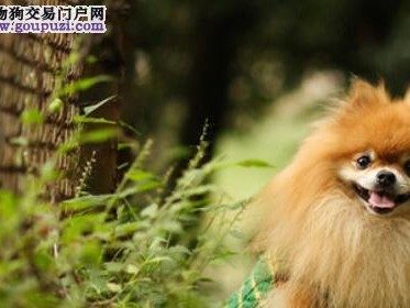 如何科学喂养你的博美犬（注意事项、食物选择和进食时间）