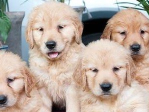 养护纯种金毛幼犬的小贴士（如何正确喂养、照顾和训练纯种金毛幼犬）