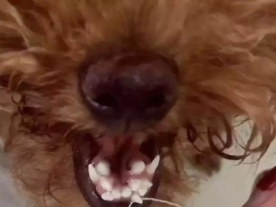 狗狗长双排牙怎么办？（宠物牙齿健康维护，长牙问题解决。）