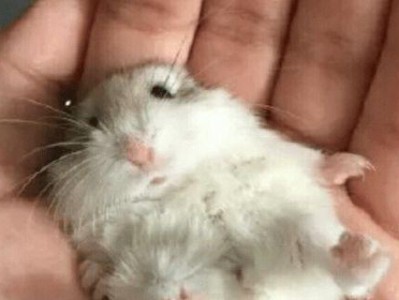 如何正确饲养花斑仓鼠（以健康为重，打造快乐宠物生活）