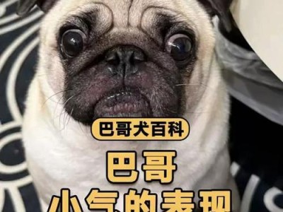 巴哥犬性格特征与饲养注意事项（了解巴哥犬的性格特点，打造幸福饲养生活）