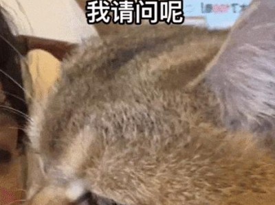 猫咪为何喜欢把吃的弄翻？（探索猫咪背后的行为心理）