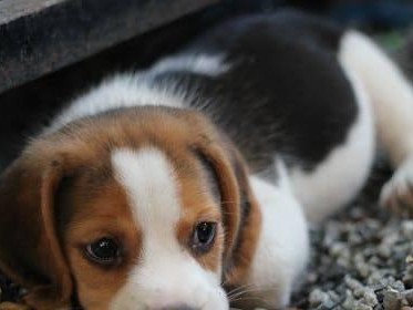如何判断宠物犬是否患有忧郁症？（探究犬患上忧郁症的表现和原因，帮助主人及时发现问题并进行治疗）