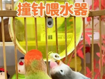 鹦鹉的水需求（探究鹦鹉喝水的时间间隔以及保证其健康所需的关键要点）