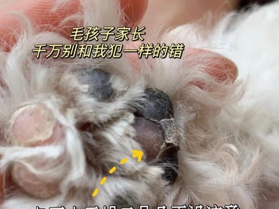 狗狗脚掌干裂的原因及护理方法（了解狗狗脚掌干裂的形成原因，保护它们的健康）