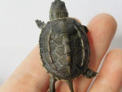 大头乌龟的饲养方法（让你的宠物龟龟健康快乐）