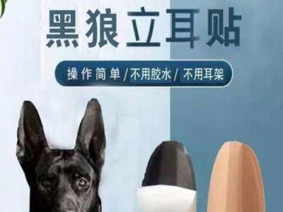 为什么狗狗立耳会深受欢迎？（探讨狗狗立耳的魅力及原因）
