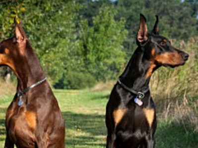 如何科学饲养艾分杜宾犬（以健康和快乐为出发点，让你的犬友成为你生活中的最佳伴侣）