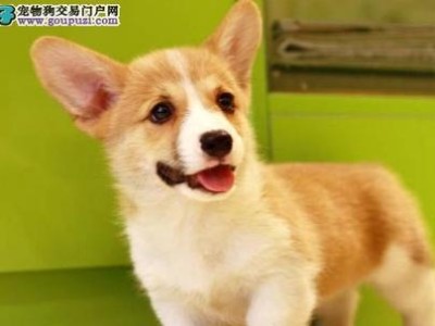 最常见的6种宠物犬的最新价格标准（了解市场行情，您的狗狗能卖多少钱？）