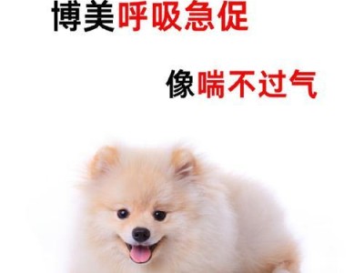 博美短命的五个错误（了解博美寿命的关键，避免这五个常见错误）