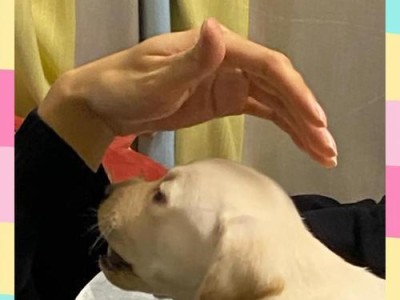 20斤狗粮能供养两只狗多久？（两只狗分食20斤狗粮的持续时间）