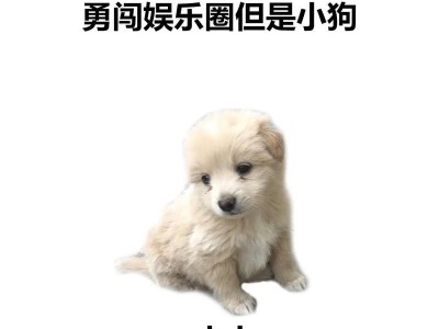 如何让吉娃娃保持健康快乐（关注吉娃娃的营养需求，让它们拥有充沛精力）