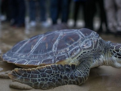 深入探索海龟的特征与生活习性（了解海龟的外貌、行为和栖息地等特点）