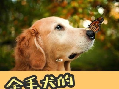 金毛犬养育禁忌（细节决定一切，关爱你的金毛从小事做起）
