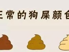 松鼠便便的颜色与健康状况（揭秘松鼠便便的颜色变化及其意义）