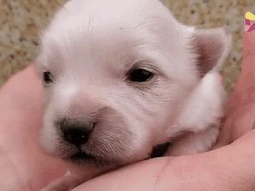 狗狗生过吃什么补奶？（科学补奶食谱曝光，让狗宝宝健康成长）