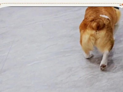 狗狗后腿韧带断裂的症状与治疗方法（详解狗狗后腿韧带断裂的迹象及有效治疗措施）