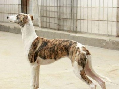 赛道犬的饲养和调节（如何成为一个负责任的赛道犬主人）
