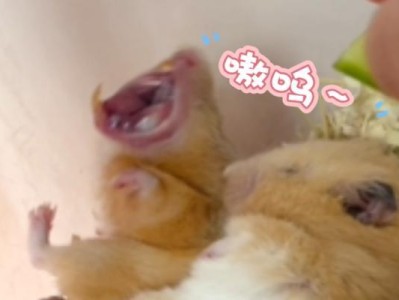 仓鼠合笼后的和谐共处之道（为什么合笼的仓鼠不打架？）