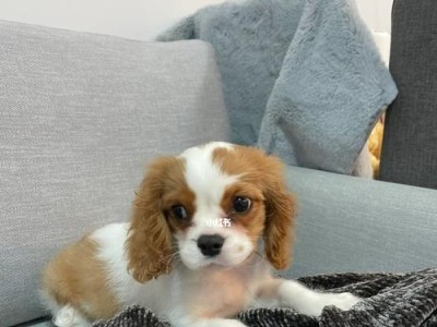 宠物不吃东西该怎么办？（以查理王不吃东西为例，教你如何解决宠物不吃食的问题）