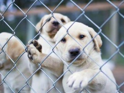 如何挑选纯种的拉布拉多犬？（了解标准拉布拉多犬外貌特征，从而正确选择合适的宠物）