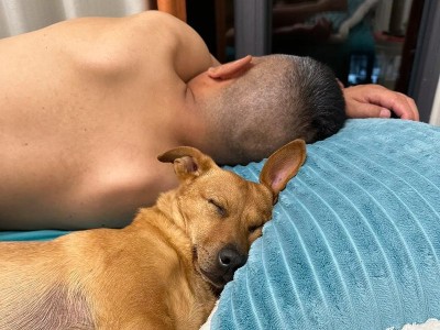 以狗的很是什么意思？（探索狗作为主题的深层含义与人类关系）