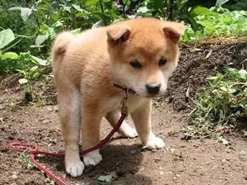 为什么狗狗会在大小便前不停打转？（揭秘狗狗的奇怪行为和行为背后的原因）