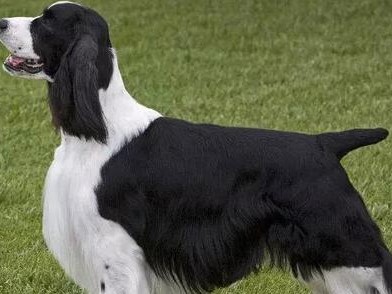 以史宾格犬毛色为好的选择（挑选理想毛色，打造完美伴侣）