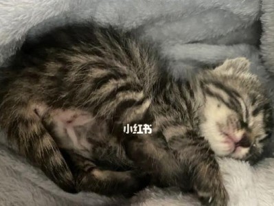 小猫跳蚤问题处理方法（宠物护理的重要性和如何处理小猫跳蚤）