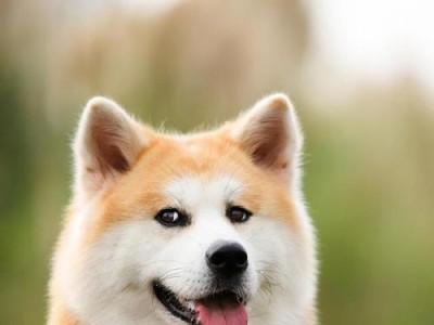 如何让秋田犬身上没有异味？（以正确的饮食为基础，让你的秋田犬散发清新香气。）