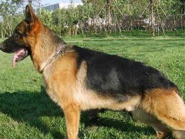 以德国牧羊犬早期训练方式为主题的宠物训练指南（了解如何在早期训练中培养德国牧羊犬的忠诚和服从性）
