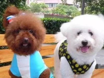 泰迪的年龄表（探索泰迪的年龄计算方式，了解宠物犬寿命的关键）
