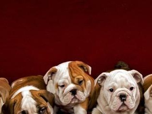 探索英国斗牛犬（了解这个宠物的历史、特点和培育方式）