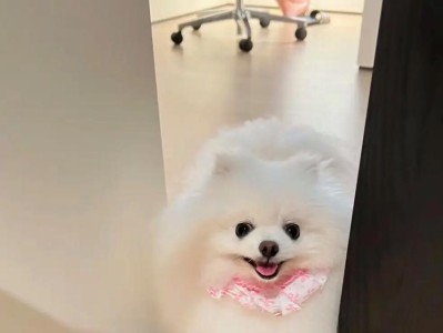 博美犬为何不机灵？（探究博美犬智商低的原因及解决方法）