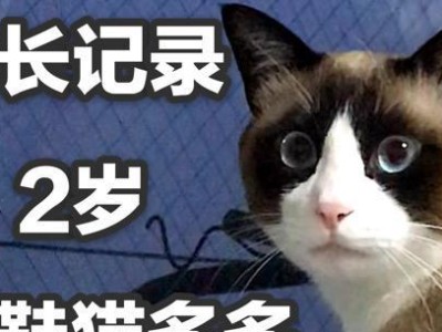 养雪鞋猫的全面指南（以宠物为主，让你的雪鞋猫健康快乐成长）