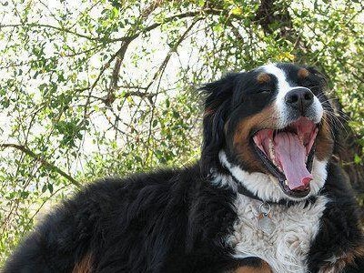 以伯恩山犬的体味问题（为什么以伯恩山犬的体味较大？该如何解决？）