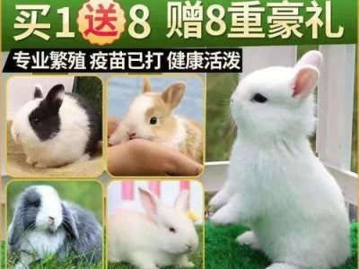 迷你垂耳兔饲养全指南（以宠物为主，了解迷你垂耳兔的饲养要点）