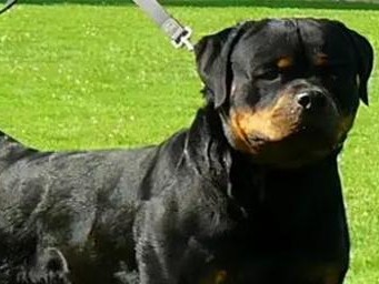 如何为你的罗威纳补充营养？（为你的爱犬提供健康饮食的15个建议）